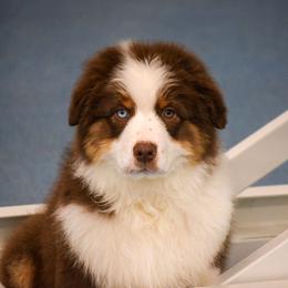 Mesa - Red tri-color female Australian Shepherd puppy in Appomattox, Virginia from Danell Australian Shepherd