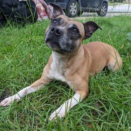 SWAK - Staffordshire Bull Terrier