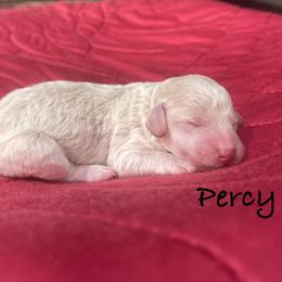 Percy - Cream male Labradoodle puppy in Murray, Utah from Swann's Kennels