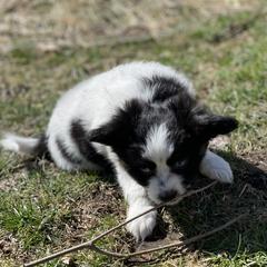Sporty Mix Puppies from Ebonheart Kennel
