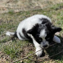 Sporty Mix Puppies from Ebonheart Kennel