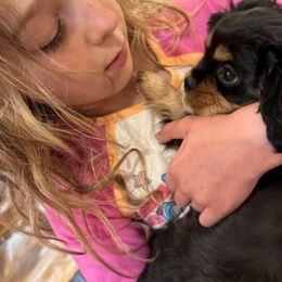 Girl 2 - Black and tan Cavalier King Charles Spaniel puppy in Caldwell, Idaho from Gem State Precious Cavaliers LLC