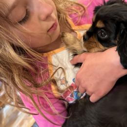 Girl 2 - Black and tan Cavalier King Charles Spaniel puppy in Caldwell, Idaho from Gem State Precious Cavaliers LLC
