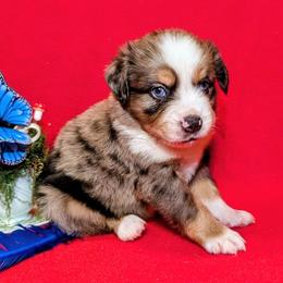 Merle Haggard - Blue merle male Toy Australian Shepherd puppy in Shepherd, Texas from GAMALA Farm & Kennels