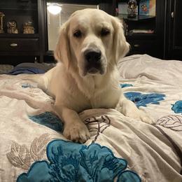 Passion - Golden Retriever