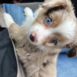 Miniature Australian Shepherd and Toy Australian Shepherd Puppies from Triple J Aussies