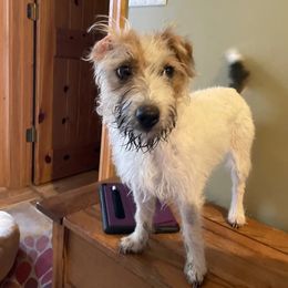 Russell Terrier Puppies from Acorn Ridge JRT