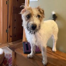 Russell Terrier Puppies from Acorn Ridge JRT