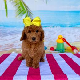 Peaches Yellow Girl - Red  female Goldendoodle puppy in Kountze, Texas from Texas Doodles LLC