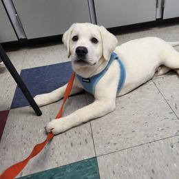 IGGY - Yellow male Labrador Retriever puppy in Middleburg, Pennsylvania from Countrylanes labs