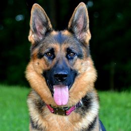 Heska - German Shepherd