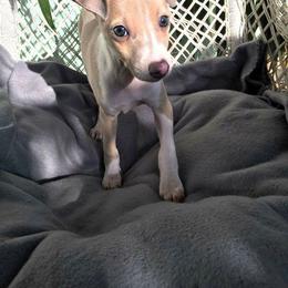 Italian Greyhound Puppies from Kentucky Greyhounds