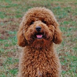 Goldendoodles from Red Spring Farm