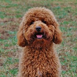 Goldendoodles from Red Spring Farm