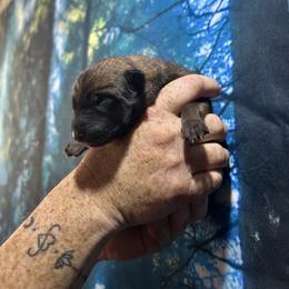 Caraxes - Gold brindle male Dutch Shepherd puppy in Lawtey, Florida from Berserker Malinois Kennel