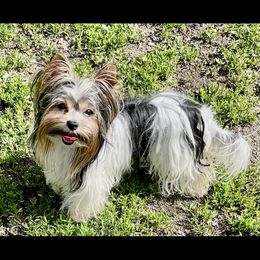 Yogi - Biewer Terrier