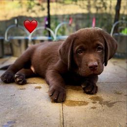 Red Collar - Chocolate male Labrador Retriever puppy in Somerset, California from Cantina Labs and Cavs