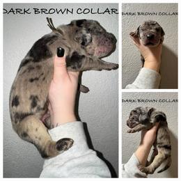 Brown collar - Merle male Great Dane puppy in Doylestown, Ohio from Dana's Danes
