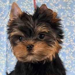Max - Blue and gold male Yorkshire Terrier puppy in Brandon, Florida from Shelby's Yorkshire Terriers