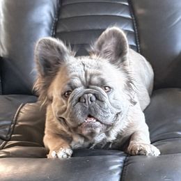Sophie - French Bulldog
