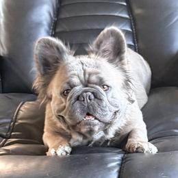 Sophie - French Bulldog