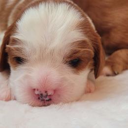 Boy 2 - Blenheim male Cavalier King Charles Spaniel puppy in Castorland, New York from Faithful Friends Cavaliers