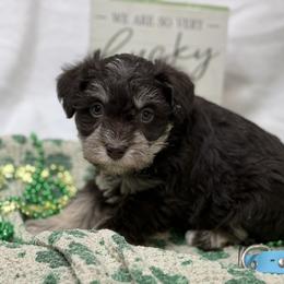 Blue collar - Liver male Miniature Schnauzer puppy in Teton County, Montana from East Front Labradors & Treasure State Schnauzers