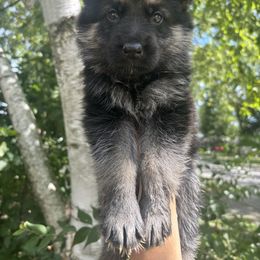 German Shepherd Puppies from Fancy GSDs