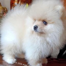 Flurry - Cream male Pomeranian puppy in Pembroke, Georgia from Triple P Babies/Pampered Pom Pom babies