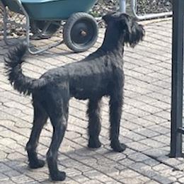 Journee - Giant Schnauzer