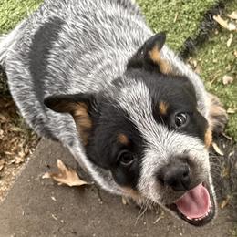 Double masked female body spot - Blue female Australian Cattle Dog puppy in Napa, California from Rocking P Ranch ACDs