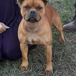 Unica - Staffordshire Bull Terrier