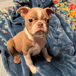 Eggnog - Red male Boston Terrier puppy in Charleroi, Pennsylvania from KC’s Boxers