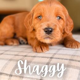 Shaggy - Red  male Goldendoodle puppy in Hartwell, Georgia from BellaDoodles