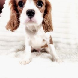Friesian - Blenheim male Cavalier King Charles Spaniel puppy in Wilburton, Oklahoma from My Kids Kennel