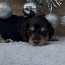 Mouse - Black and cream male Dachshund puppy in Desloge, Missouri from Snows Doxies