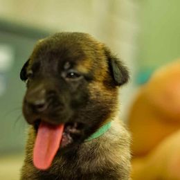 Aqua collar boy - Silver brindle male Dutch Shepherd puppy in Howey In The Hills, Florida from MAC K9 Dutch Shepherds