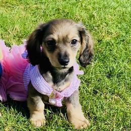 Dachshund Puppies from Northwest Dachshunds