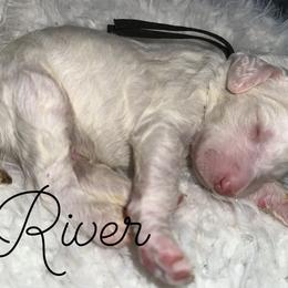 River - Parti male Poodle puppy in Prosperity, Pennsylvania from Stelladoodles & Company