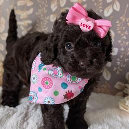 Cici - Brown female Shihpoo puppy in Rockledge, Florida from Bellady's Shihpoos