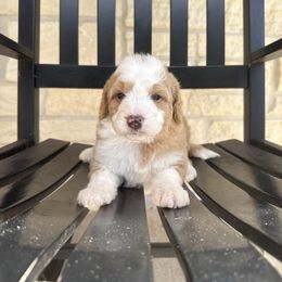 Yellow Female - Red female Bernedoodle puppy in Corpus Christi, Texas from The Henke Doodles