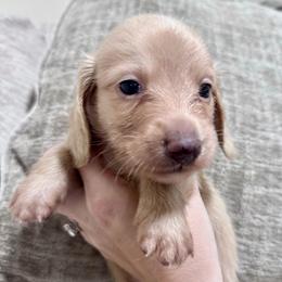 Brooks - Cream male Dachshund puppy in Cypress, Texas from Cypress Dachshunds