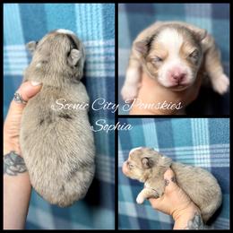 Sophia - Merle female Pomsky puppy in Rossville, Georgia from Scenic City Pomskies