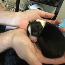 Miniature Australian Shepherd Puppies from Andy McDonald