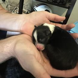 Miniature Australian Shepherd Puppies from Andy McDonald