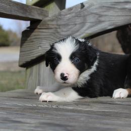 Cyrus - Tri-color male Border Collie puppy in Parsons, Kansas from Feathered Cactus Farm