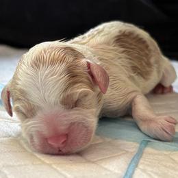 Tink - Blenheim male Cavapoo puppy in Chattanooga, Tennessee from Christian Cavapoos