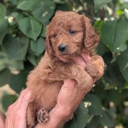 Puppy 8 - Red female Australian Labradoodle puppy in Yamhill, Oregon from FitzGerald Kennels