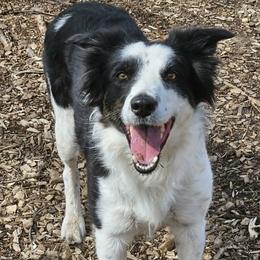 SíFéin or Sí - Border Collie