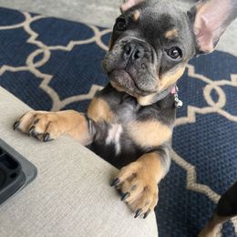 French Bulldog Puppies from Prestige French Bulldogs